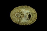 藏品(花笠螺)的圖片